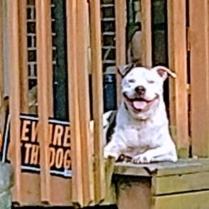 Meet your Posher, Dawn